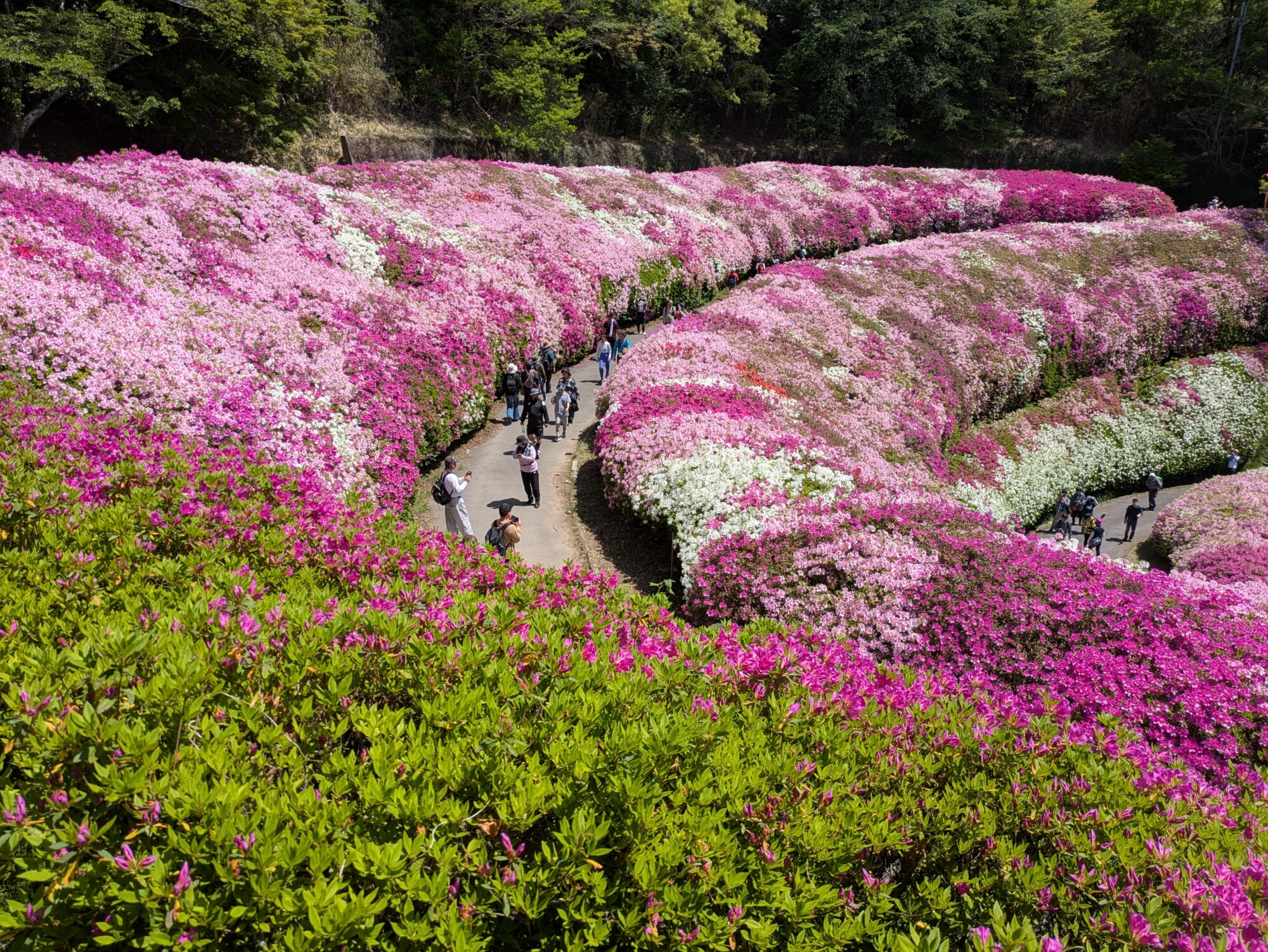 生駒山　なるかわ園地のツツジ