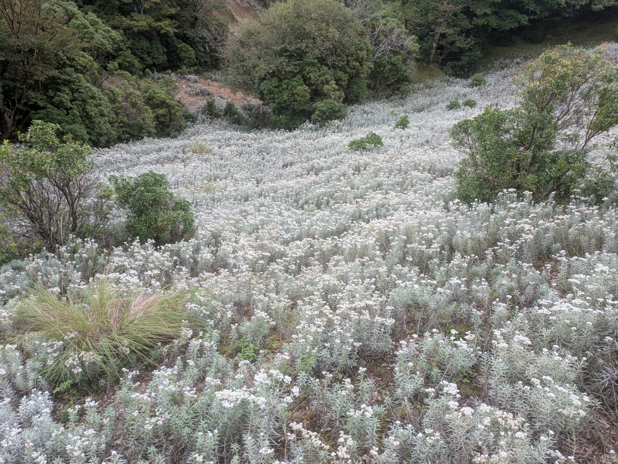 【ガイド記録】2025.9/21　ホソバノヤマハハコ大群落　三峰山