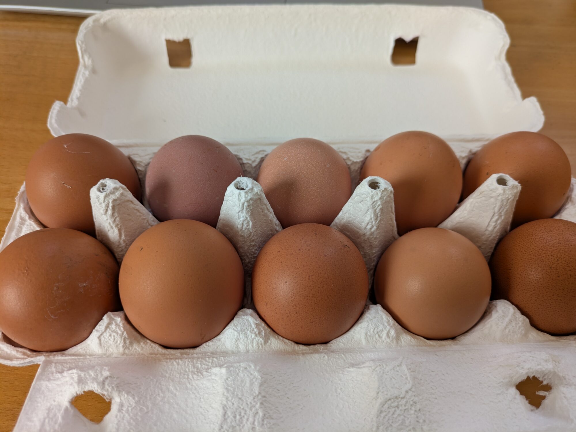 ニワトリの話（2）