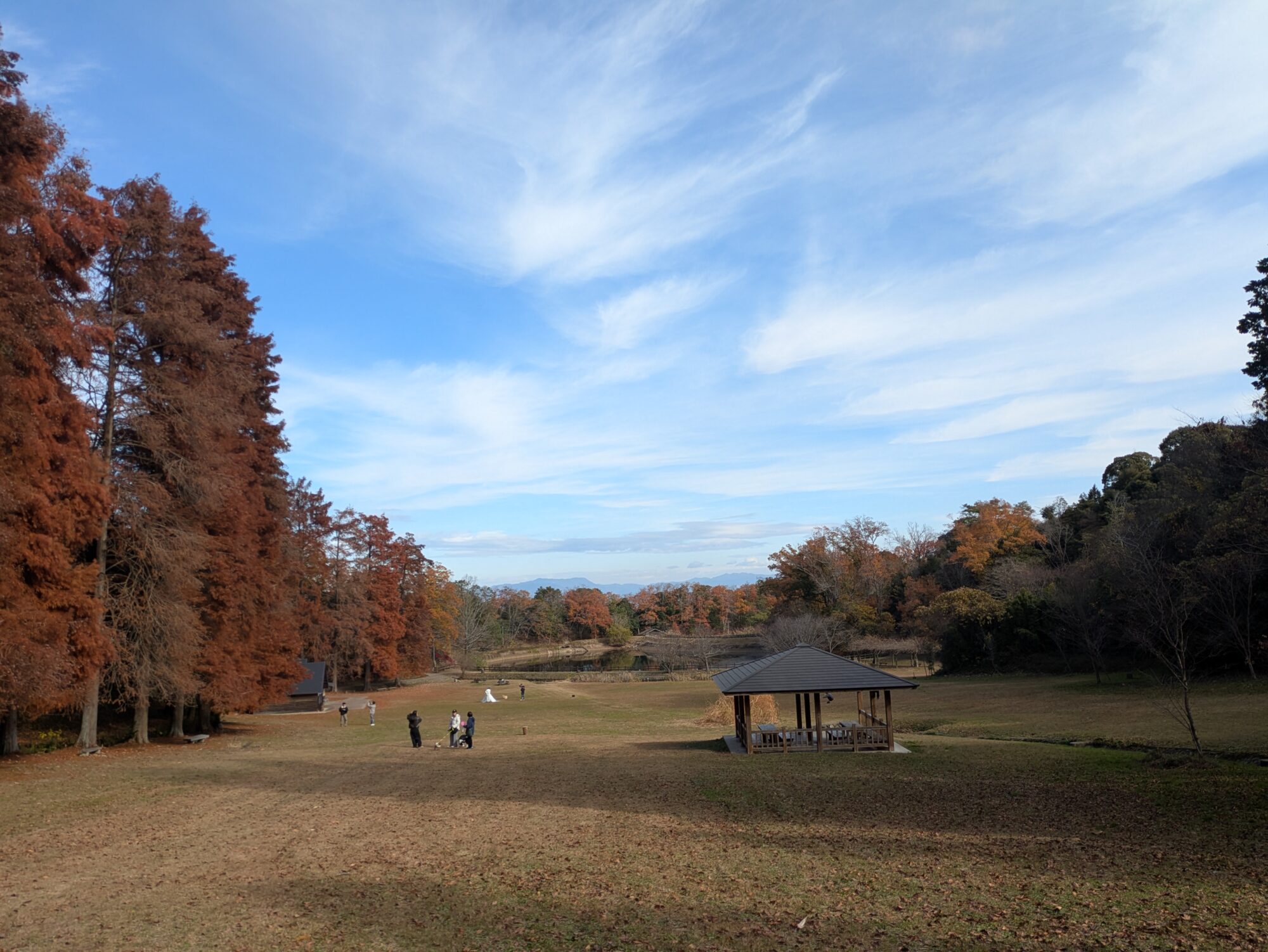 矢田山遊びの森でラクウショウ観察