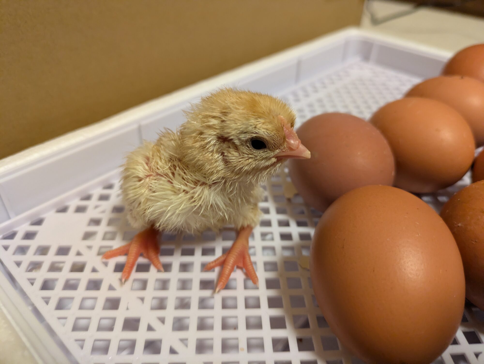 ニワトリの話(4)